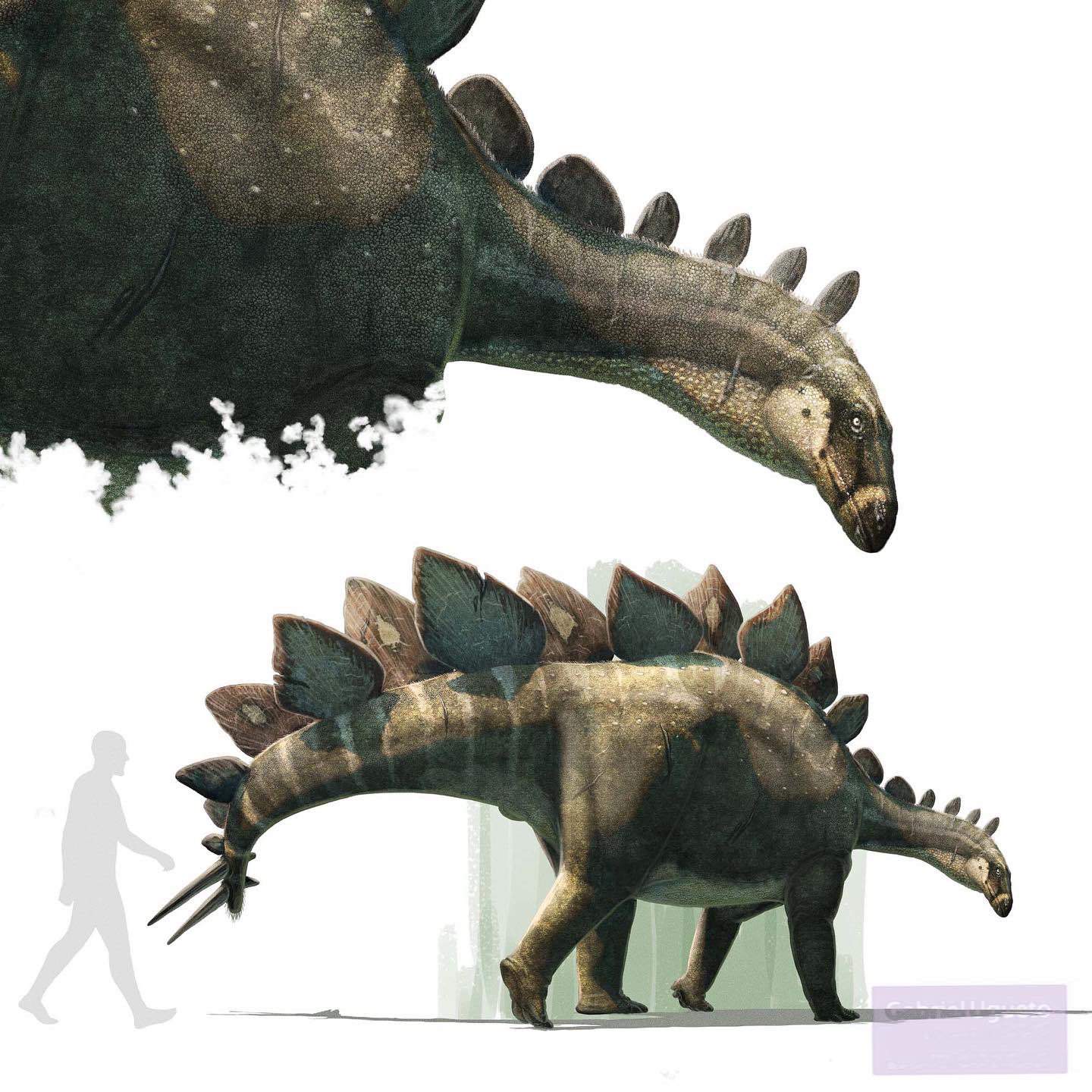 Stegosaurus Wiki Jurassic World Ru Amino 5863