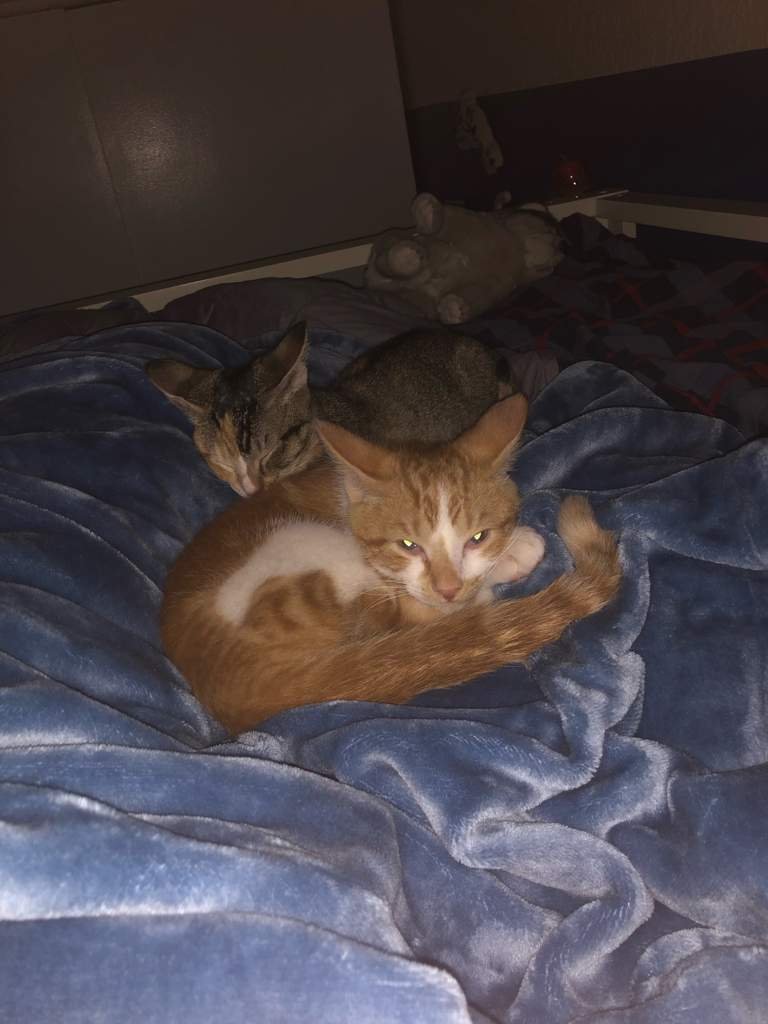 Should I Make A Palisman Based Off My Cats ? The Owl House [ENG] Amino