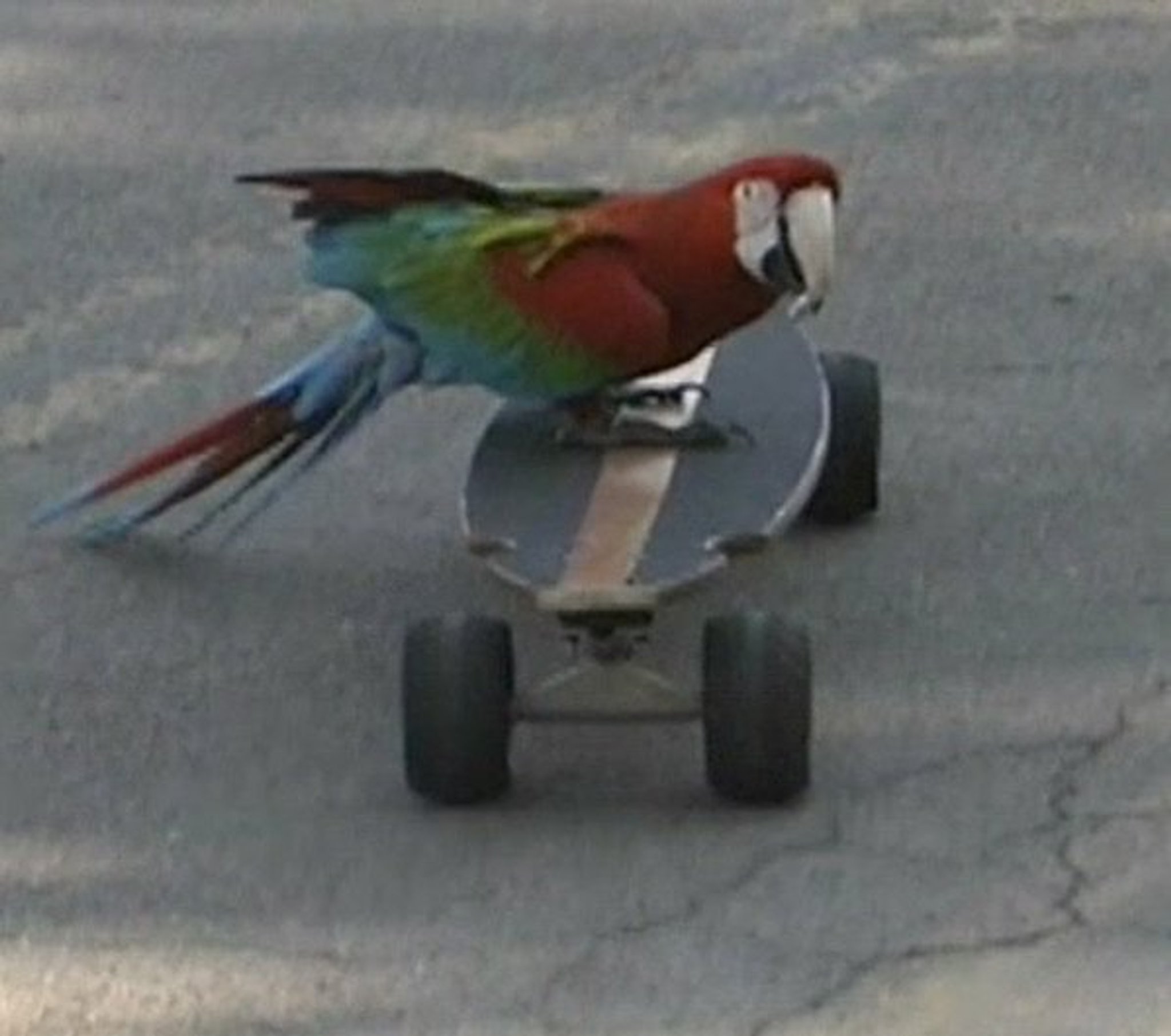 Rio 2 Deleted Scene Rio Series Bird Movies Amino rio-2-deleted-scene-rio-series-bird-movies-amino