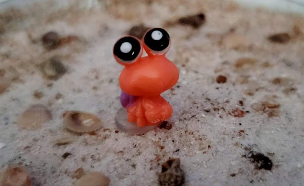 A Little Sandbox For My Baby Crab 💙 LPS Amino