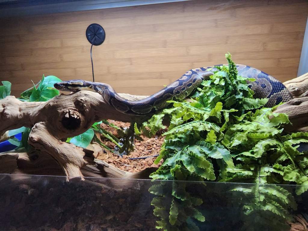 Basking Balls Reptiles Amino