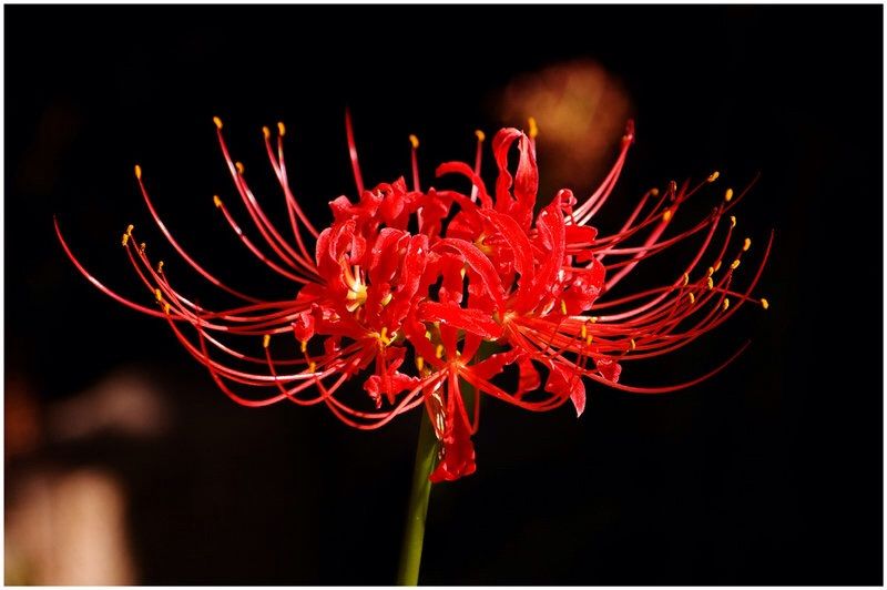 70-red-spider-lily-tokyo-ghoul-343392-red-spider-lily-in-japanese