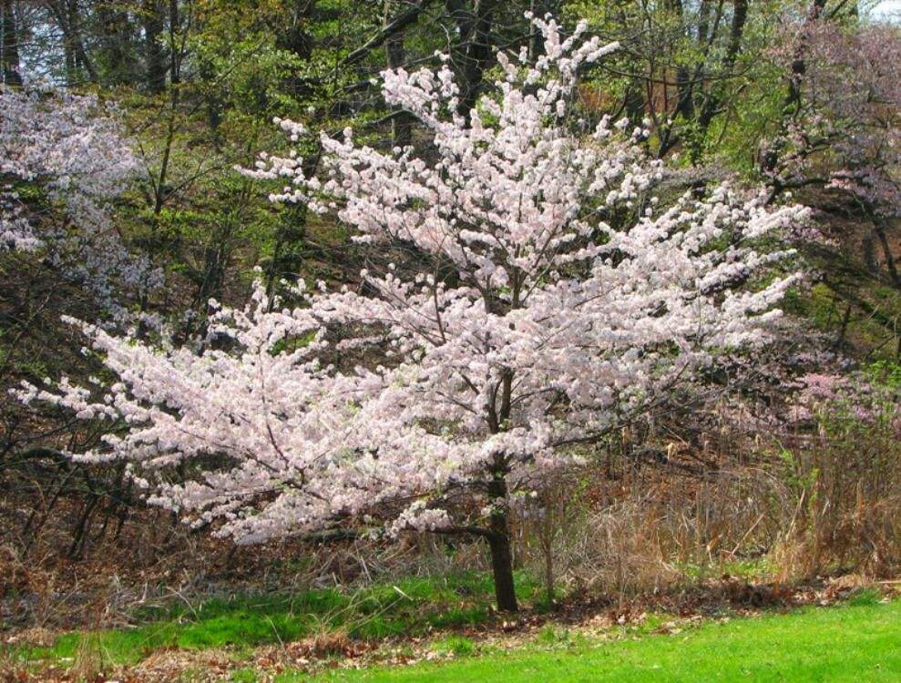 Sakura (cherry blossom) or puramutsurī (Plum Tree) | Anime ...