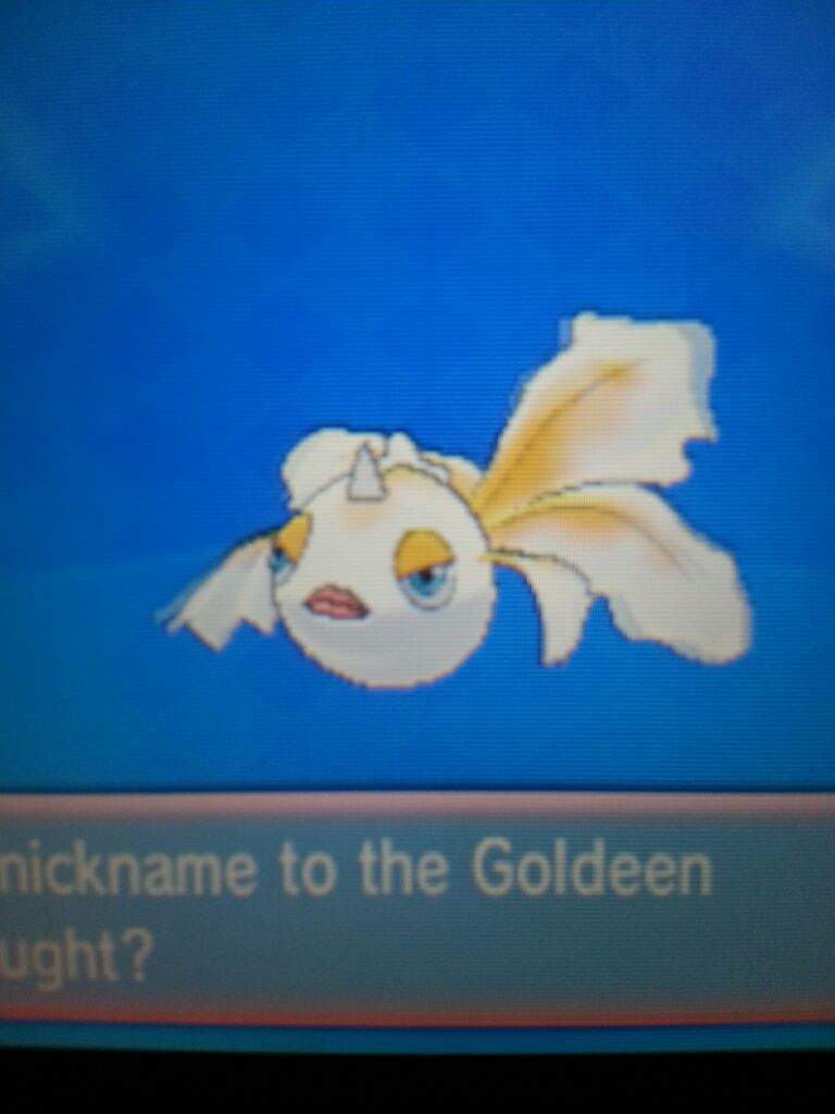 Shiny Goldeen Finally Pokemon Amino
