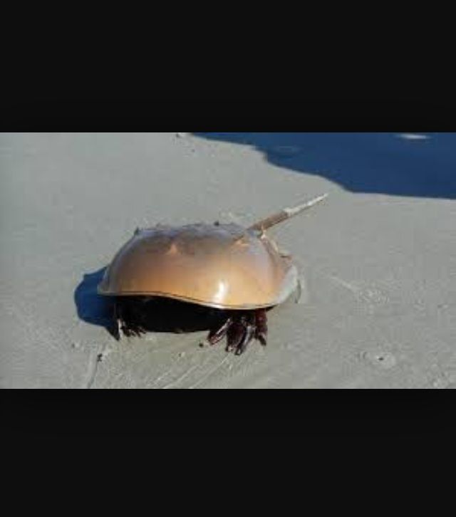 kabuto pokemon real life