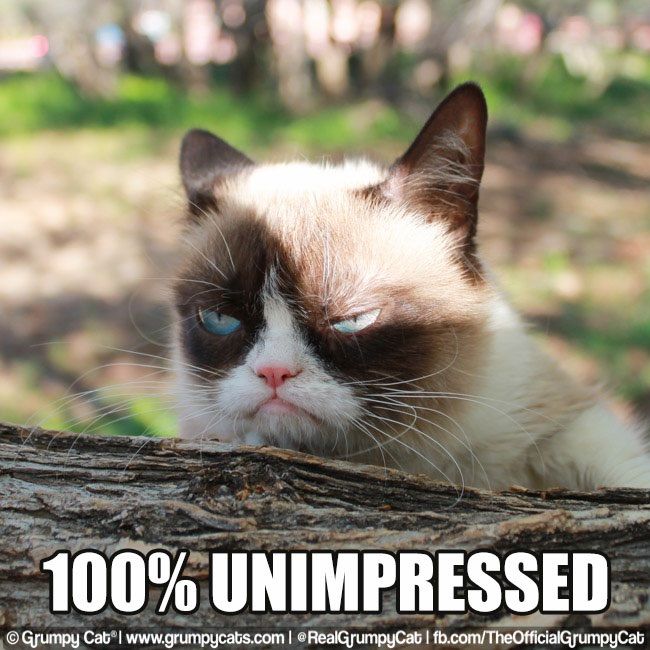 Grumpy Cat Memes | OMG Amino