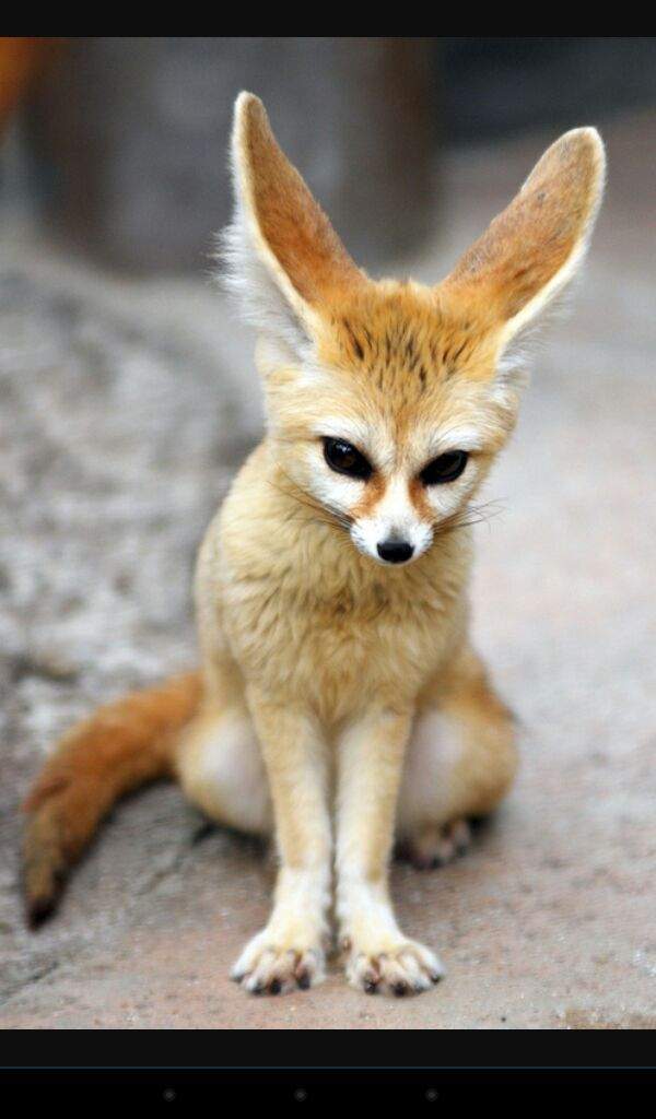 The real life fennekin (fennec fox) | Pokémon Amino