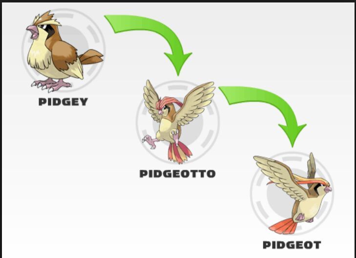 pokemon pidgey evolution chart