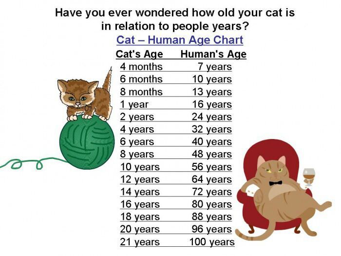 2 years in cat years to human years