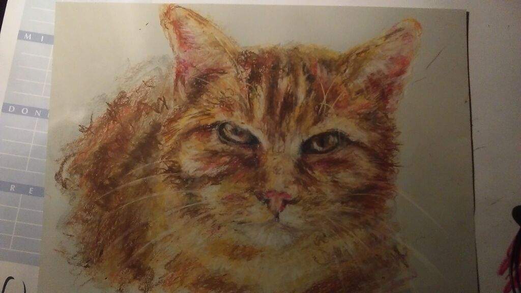 Cat Study in oil pastel | Art Amino