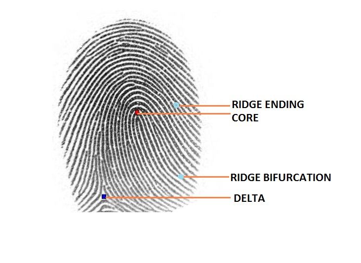 tentarch fingerprint