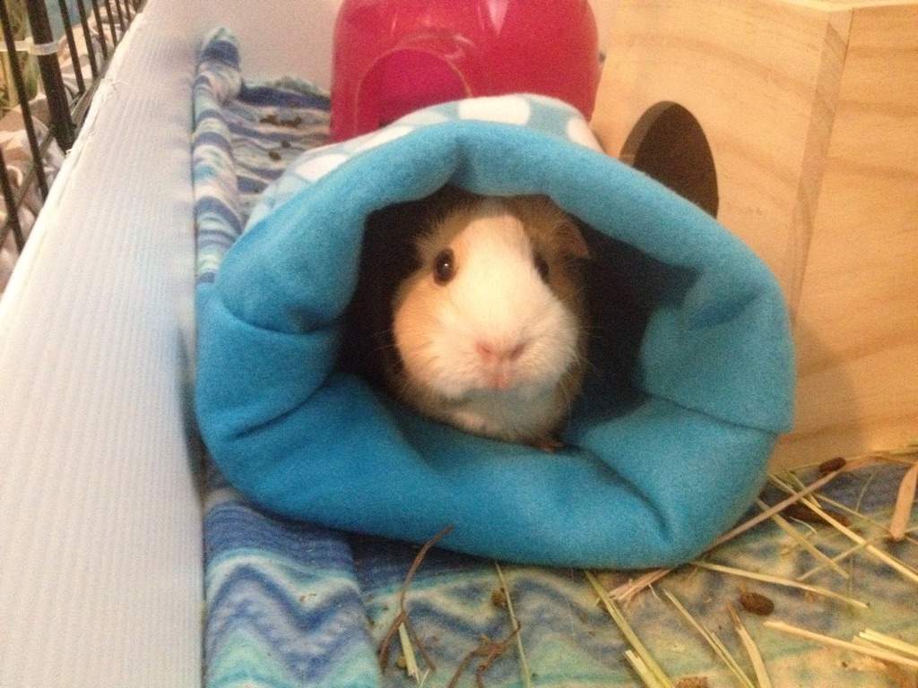 DIY Snuggle Sack Pets Amino