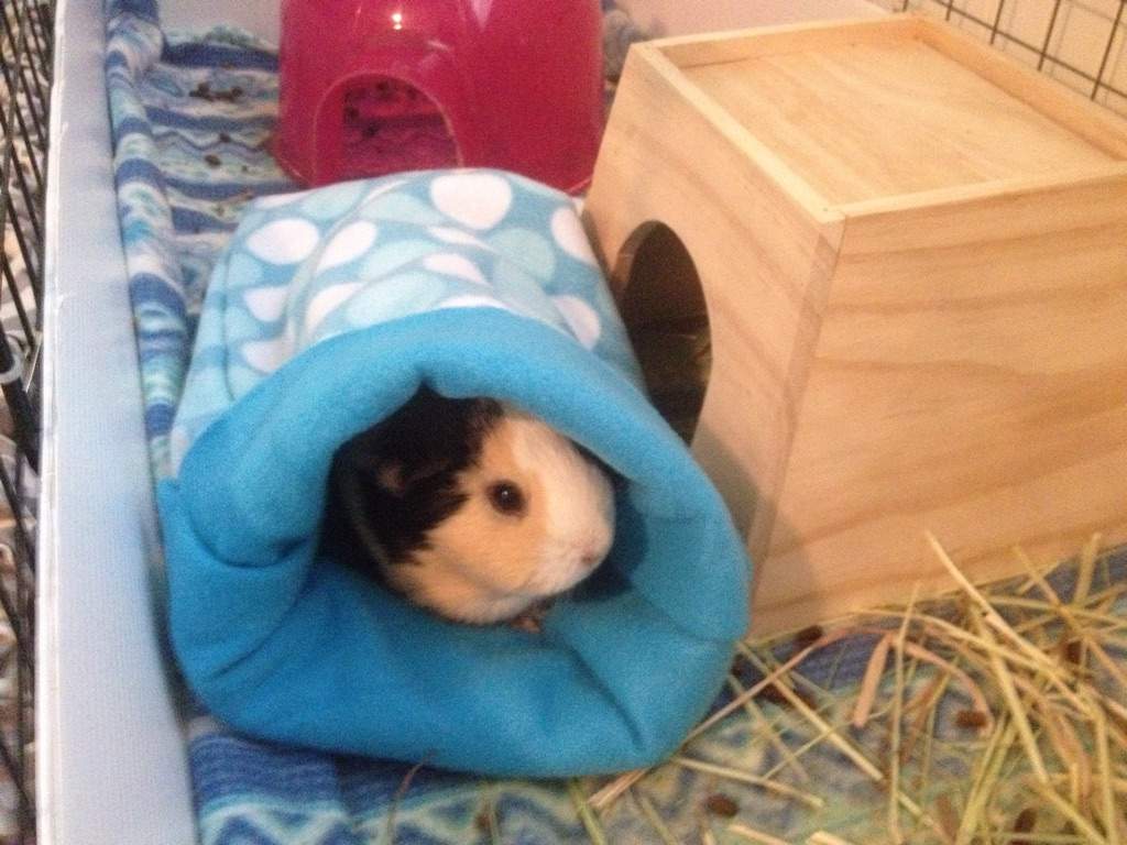 snuggle safe for guinea pigs