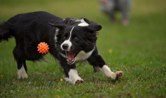 Can Dogs Backflip Can Dogs Backflip