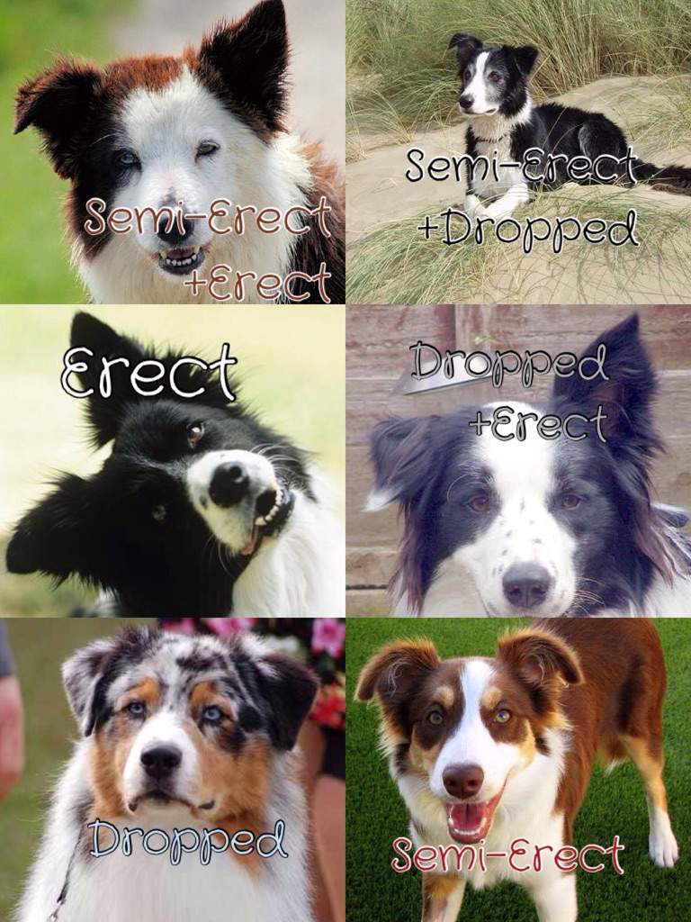 Border Collies