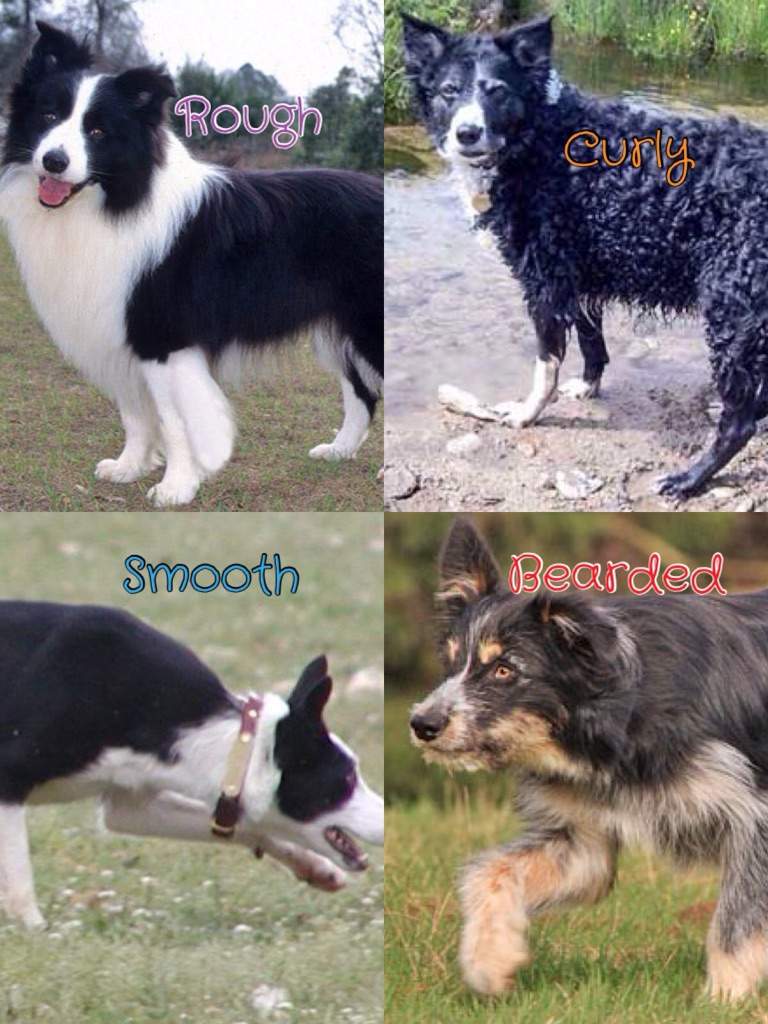 border collie coats types