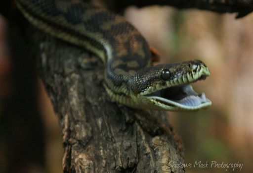 The Snakes Of Perth Zoo | Wiki | Photography Amino