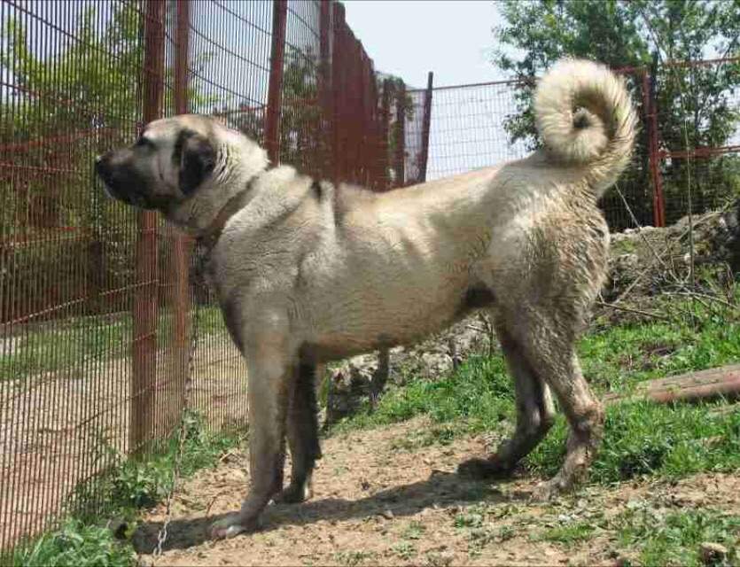 Kangal | Pets Amino