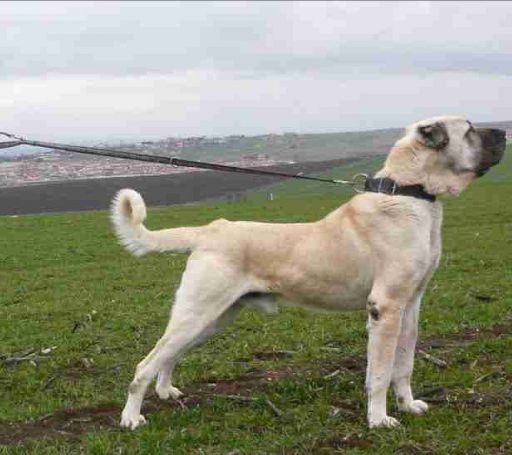 Kangal | Pets Amino