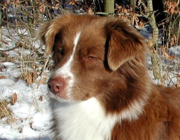 bicolor australian shepherd