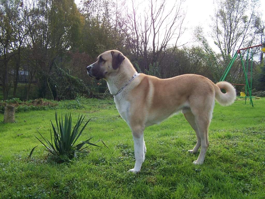 Anatolian shepherd | Pets Amino