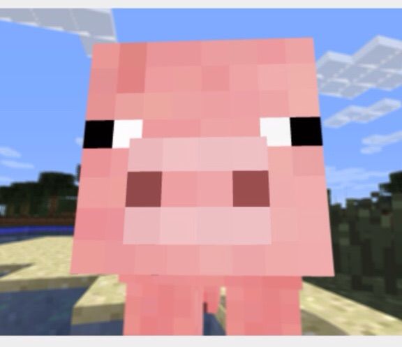 Minecraft Pigs | Wiki | Minecraft Amino