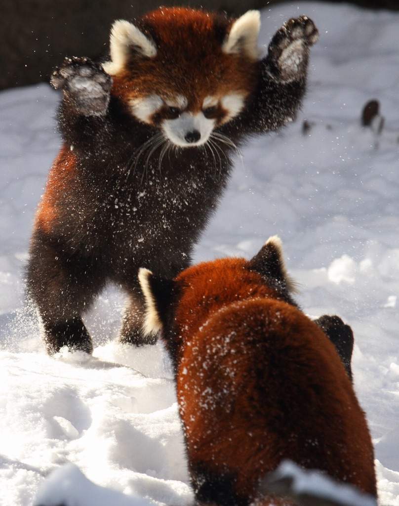 Red Pandas Wiki Omg Amino