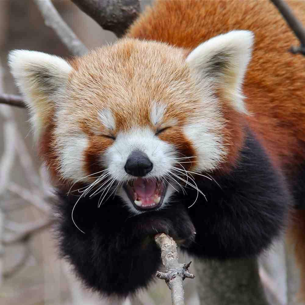 red-pandas-wiki-omg-amino