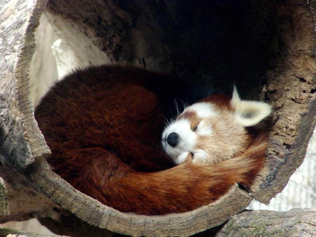Red Pandas ⌯ ⌯♡ Wiki Omg Amino