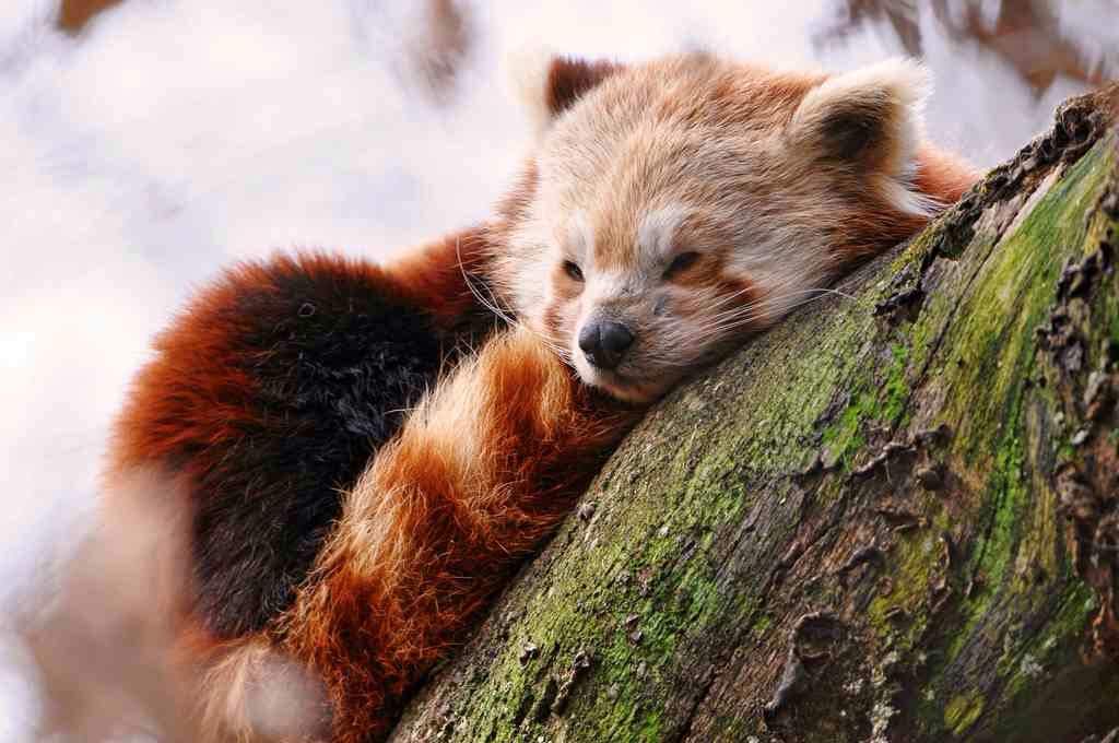Red Pandas ⌯ ⌯♡ Wiki Omg Amino