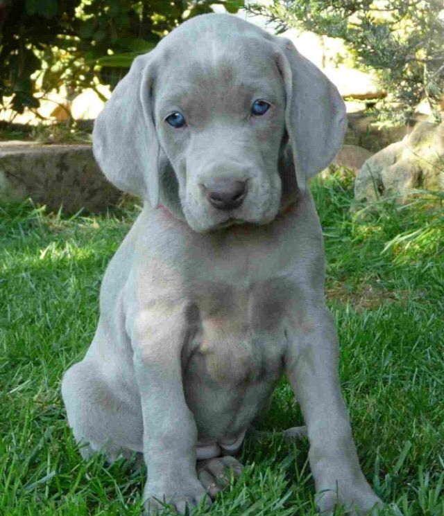 do weimaraner dogs shed