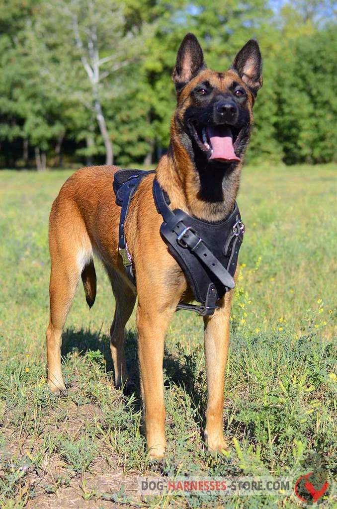 Belgian Malinois | Wiki | Dogs Amino