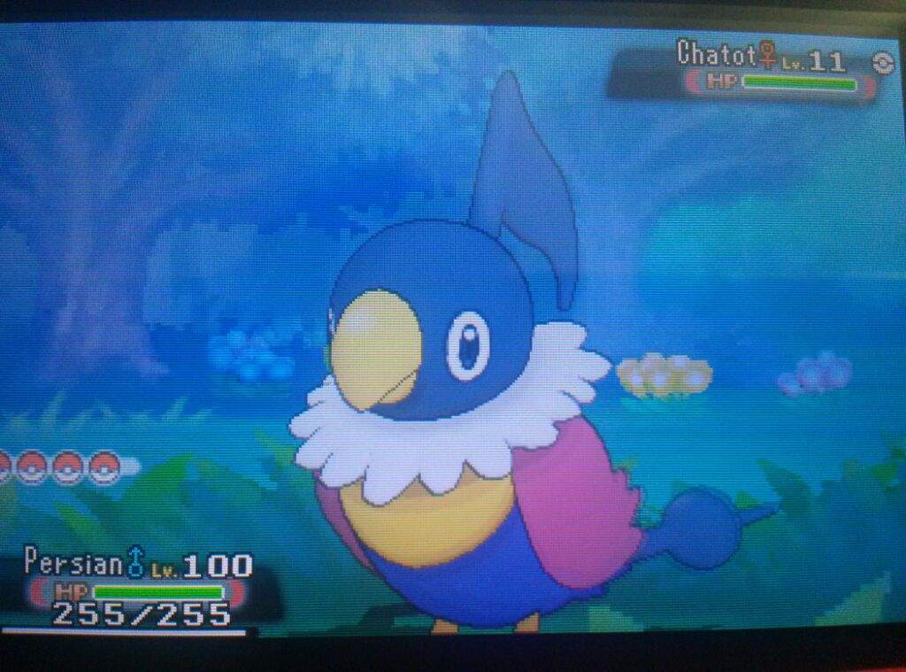 Shiny Chatot Pokemon Amino