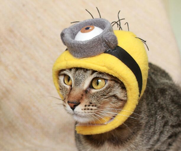 Minion Cat Costume