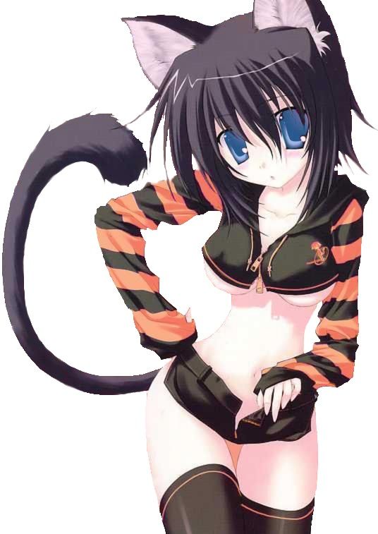 Sexy Nekos Baes 2 Anime Amino