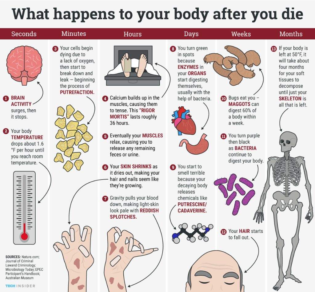 Physiology/Human Anatomy Biology Diagrams