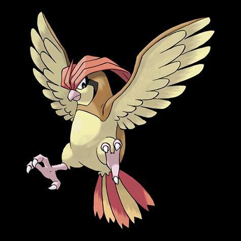 Pidgey/Pigeotto/Pigeod | Wiki | Pokémon Amino