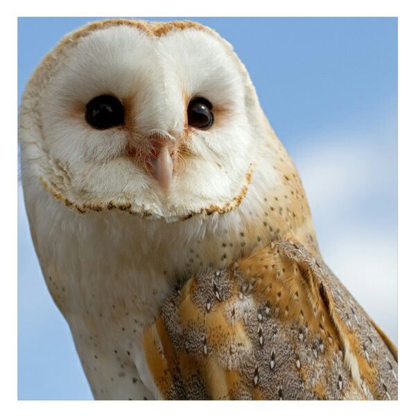 Eeylops Owl Emporium | Harry Potter Amino