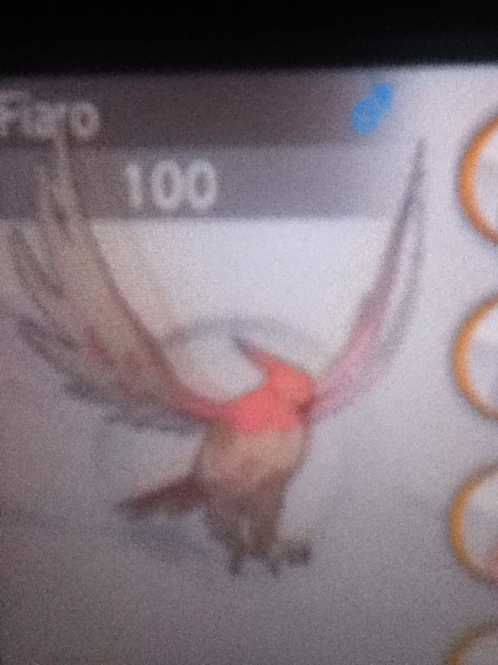 Shiny Talonflame Male Wiki Pokémon Amino