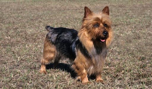 Terriers | Wiki | Dogs Amino