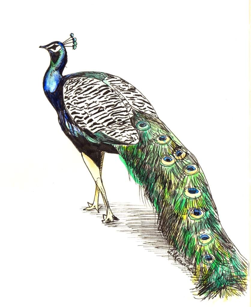 Peacock illustration | Art Amino