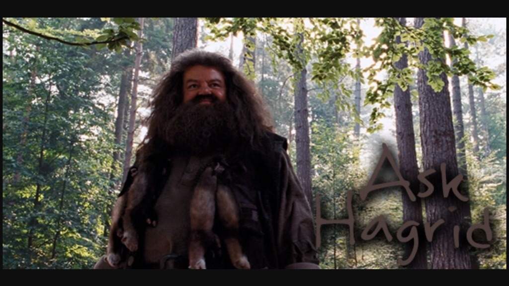 rubeus hagrid zauberstab