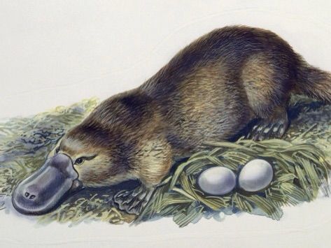 does a platypus lay eggs