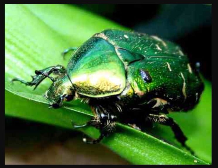 rita skeeter beetle