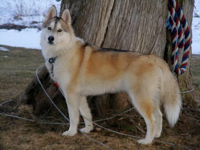 Siberian Husky Wiki Pets Amino