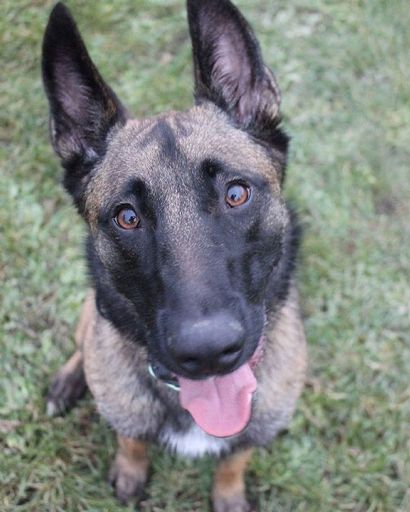 Belgian Malinois | Wiki | Pets Amino