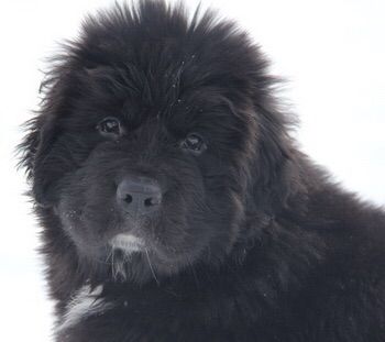 Newfoundland dogs | Minecraft Amino