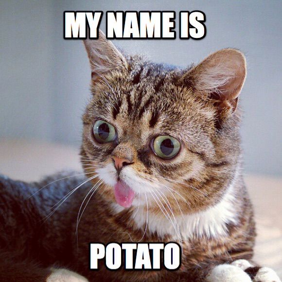 Lil Bub Memes | Wiki | Anime Amino