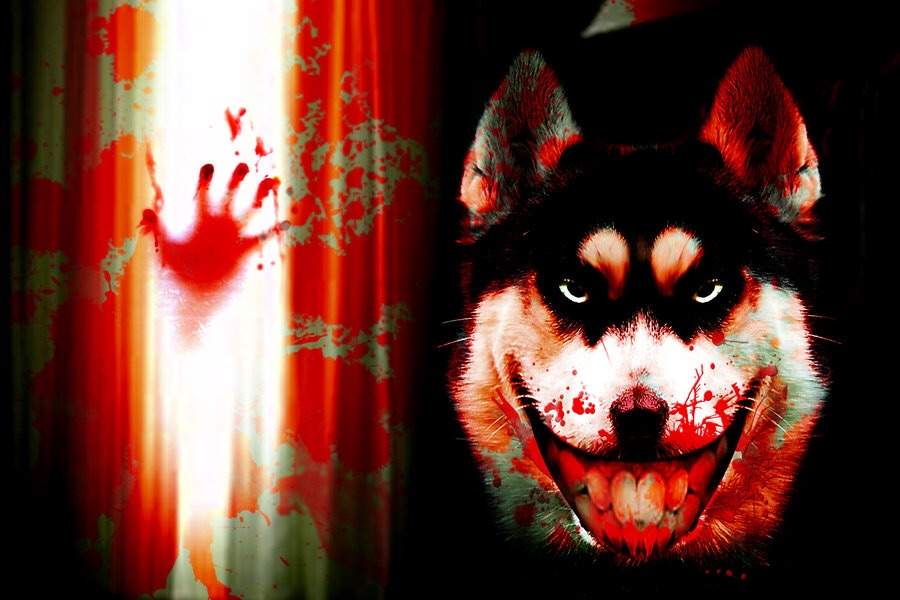 smile dog horror amino