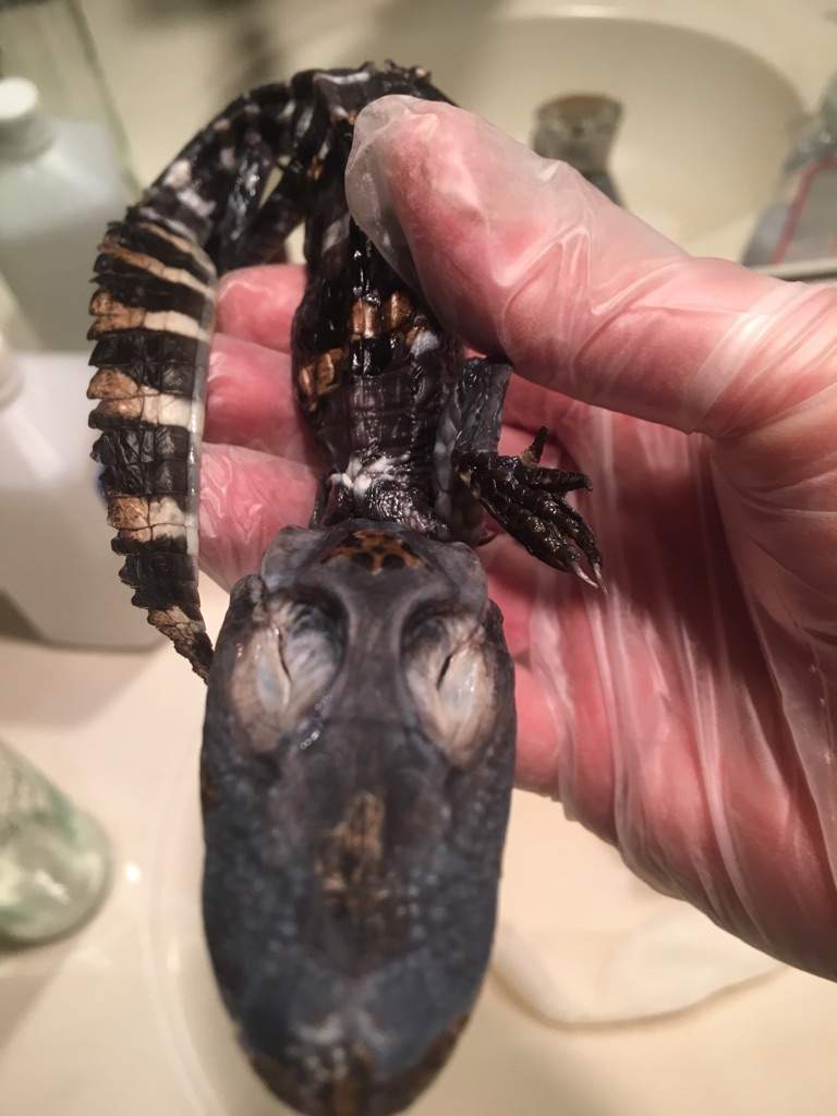 Baby Alligator wet specimen | Horror Amino